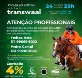 XIV LEILÃO VIRTUAL HARAS TRANSWAAL